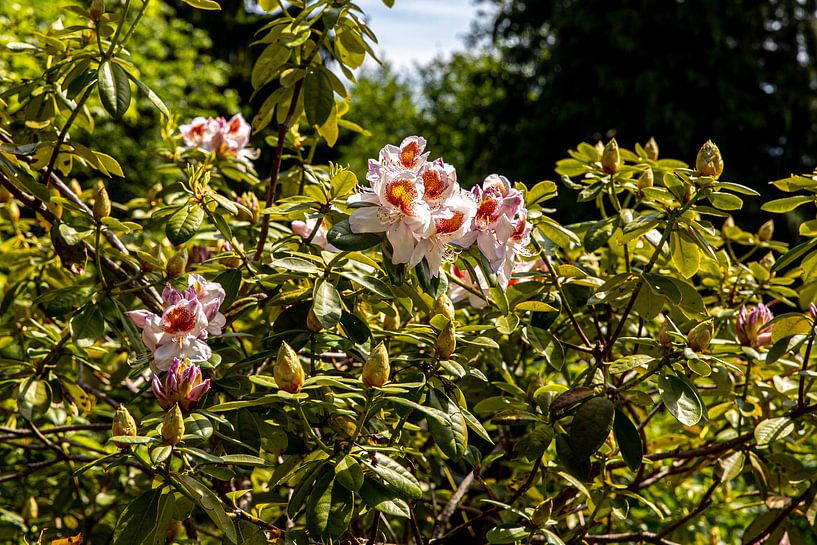Flowering Rhododendron with red orange blossom by Alexander Wolff