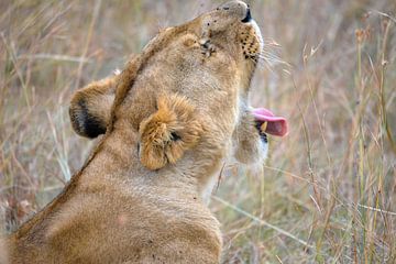 leeuwin, Kenia van Jan Fritz