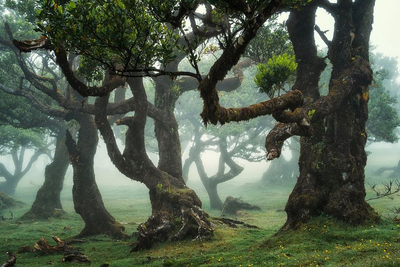 Creatures of the fog by Martin Podt