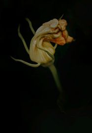 Einfache malerische Blume eines Kürbisses von John Quendag