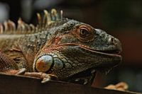 Iguanas