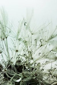 Pusteblume nach dem Regen - grün