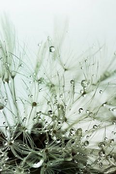 Pusteblume nach dem Regen - grün von Christine Nöhmeier
