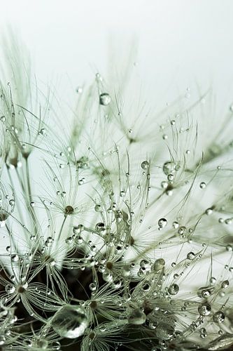 Pusteblume nach dem Regen - grün