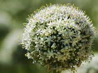 Zaadbloem van ui