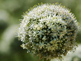 Zaadbloem van ui van M  van den Hoven