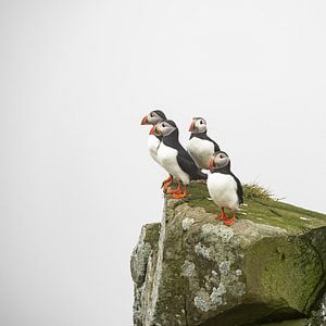 Papageientaucher auf einer Klippe