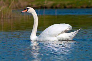 Swan on guard by Bob de Bruin
