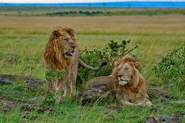 Lion Brothers van Peter Michel