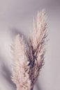 Pampas Gras., 1x Studio III von 1x Miniaturansicht