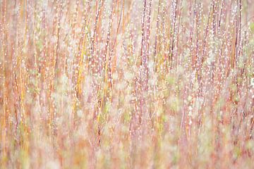 Kruidenveld van Danny Slijfer Natuurfotografie