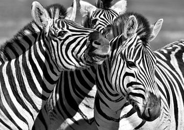Zebra's in zwart wit van Werner Lehmann
