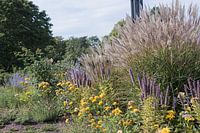 Herbes et fleurs en fleurs