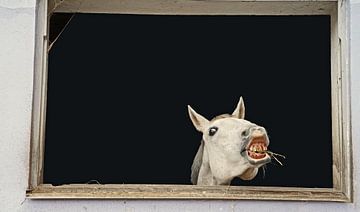 Fotoshooting mit weißem Pferd in einem Fenster des Reitstalls