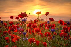 Mohnblumen im Sommer