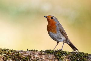 Robin