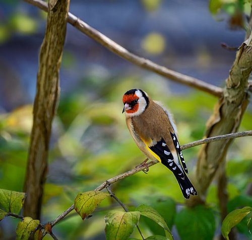 Close-up van een distelvink