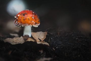 Nahaufnahme eines kleinen roten Pilzes auf Blättern mit dunklem Hintergrund
