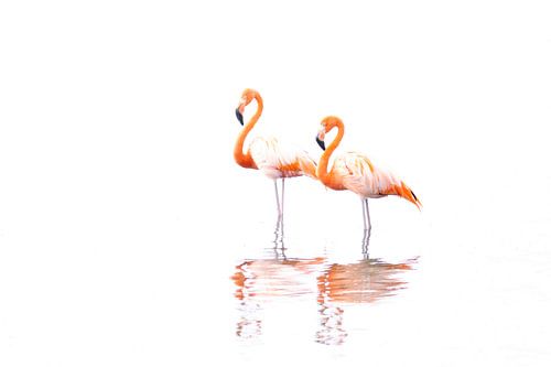 Flamants roses
