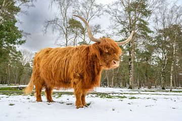 Schotse Hooglander in de sneeuw tijdens in een bos van Sjoerd van der Wal