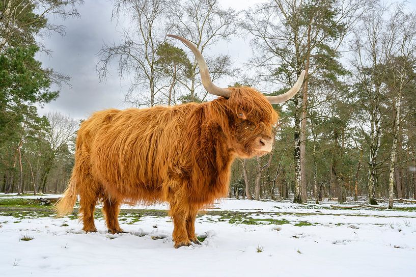 Scottish Highlander cattle in the snow during in a forest by Sjoerd van der Wal Photography