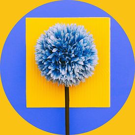 Gelb & Blau von @Unique