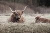 Twee rustende Schotse hooglanders van Melissa Peltenburg thumbnail