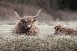 Zwei ruhende schottische Highlander von Melissa Peltenburg