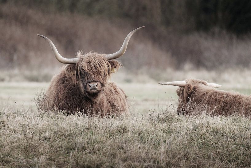 Twee rustende Schotse hooglanders van Melissa Peltenburg