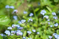 Forget-me-nots