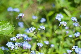 Forget-me-nots by Bart van Wijk Grobben