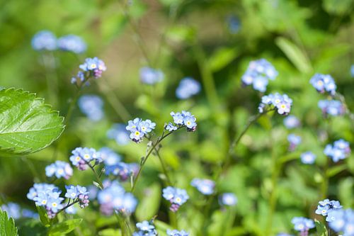 Vergissmeinnicht