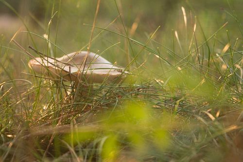 Paddestoel in het gras