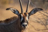 Portrait of a roan antelope by Pieter Elshout thumbnail