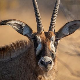 Portrait of a roan antelope by Pieter Elshout