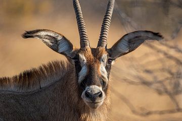 Portrait d'une antilope rouan sur Pieter Elshout