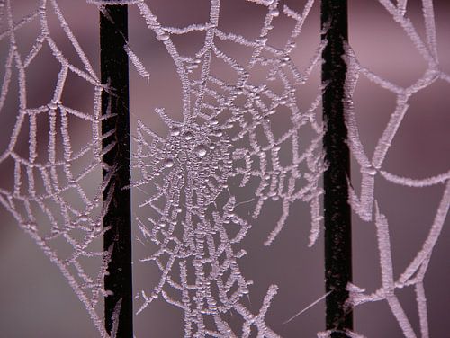 Spider web with water droplets