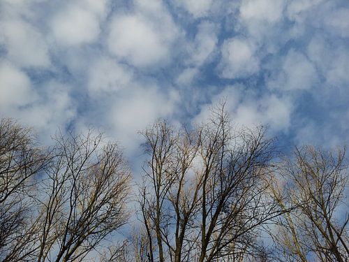 Boomkruinen en wolken