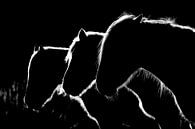 Horses b&w, Michel Romaggi by 1x thumbnail