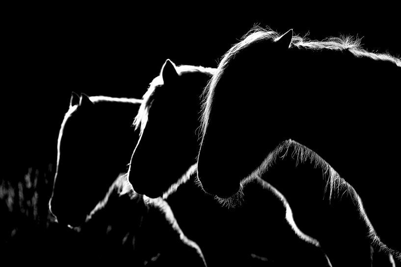 Horses b&w, Michel Romaggi by 1x