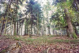 harpe solaire dans la forêt vosgienne