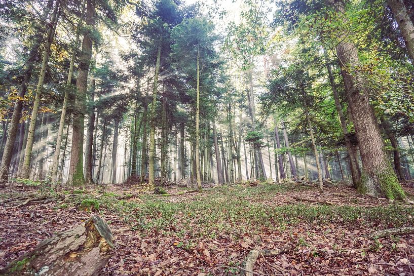 sun harp in the Vosges forest by Jos van den Berg