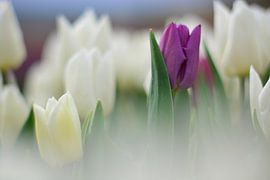 L'intruse von Georges Rudolph