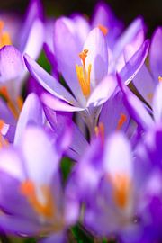 Charmante Krokusblüte von Thomas Jäger