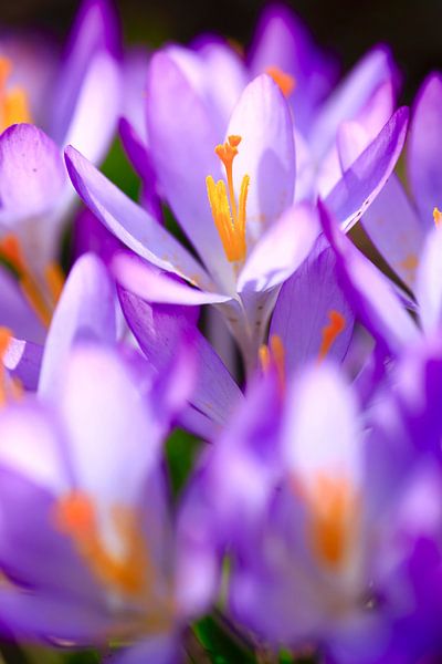 Charming crocus blossom by Thomas Jäger