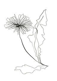 Paardenbloem oneline drawing
