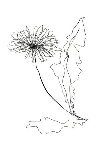 Dessin au trait d'un pissenlit sur AnkieArt