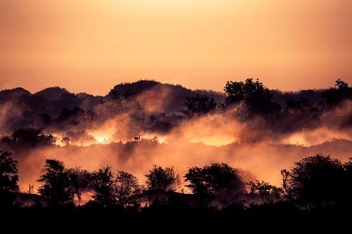 On Fire - Damhirsch an einem magischen, nebligen Morgen
