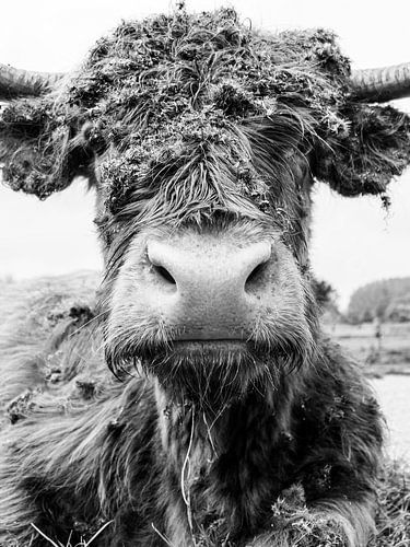 Le Highlander écossais en noir et blanc