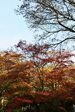 Sfeerbeeld herfstbomen Japanse tuin van Judith van Wijk